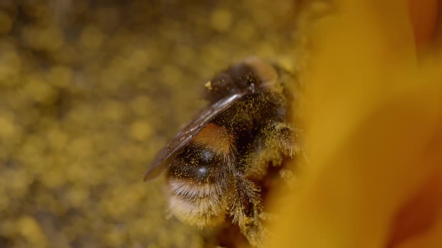 A bee gathers pollen from a flower