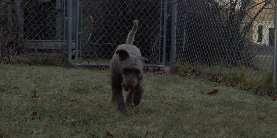 A dog is retrieving a ball in a backyard at dusk