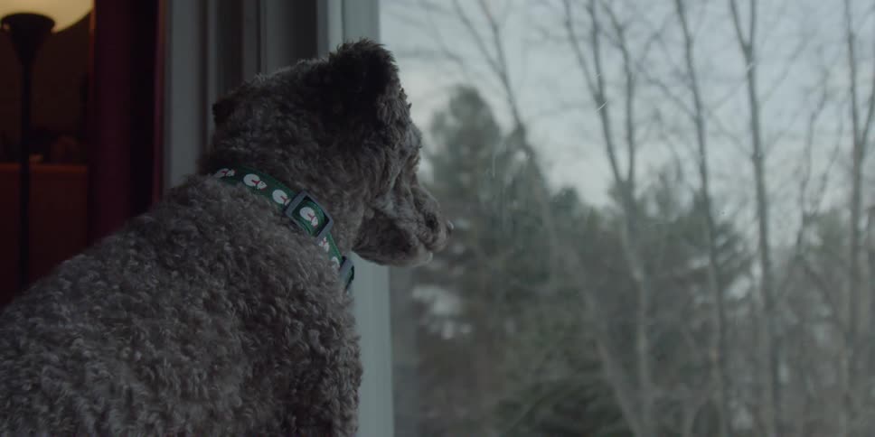 A dog looks out of a window