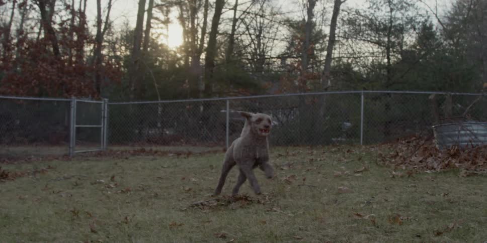Dog runs with a ball in its mouth in a fenced yard