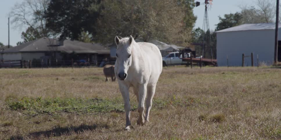 A horse and smaller horse walk in the grass