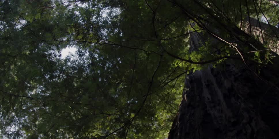 A tall forest tree towers overhead
