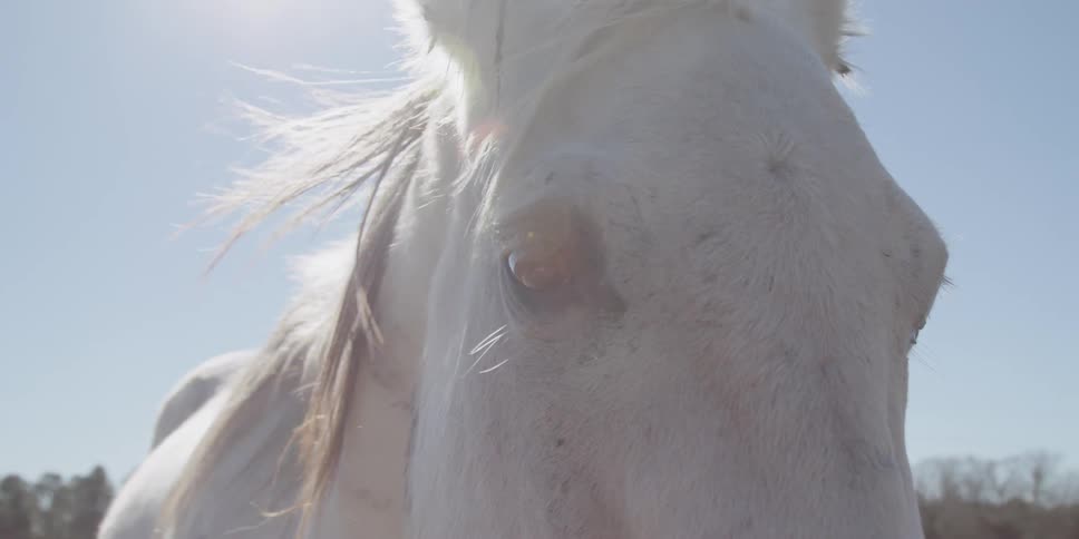 A white horse's mane blows in the wind