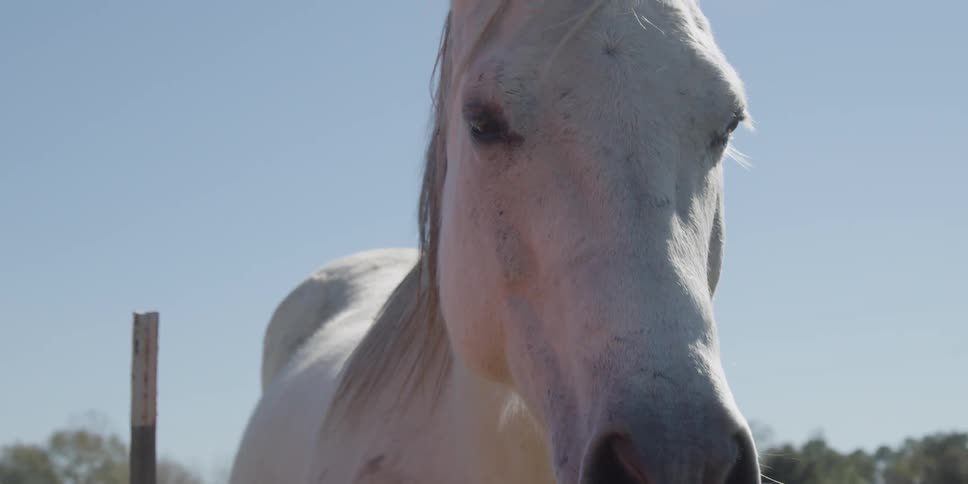 A horse eats outside