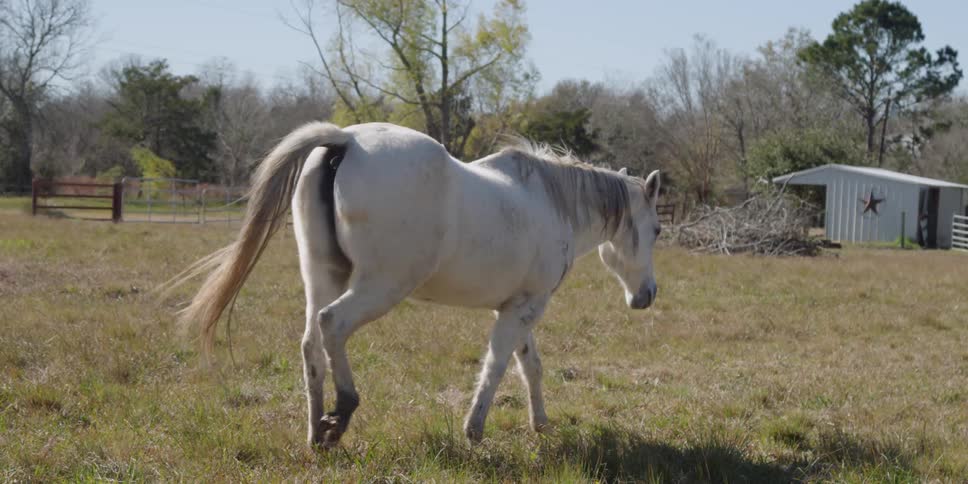 A horse walks across a grassy field