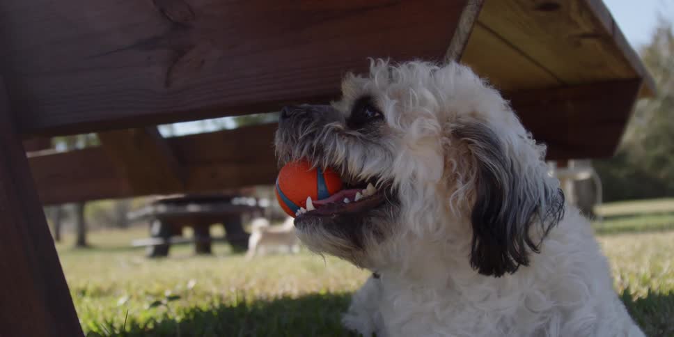 A dog is sitting beneath a picnic table holding a ball in his mouth in daylight