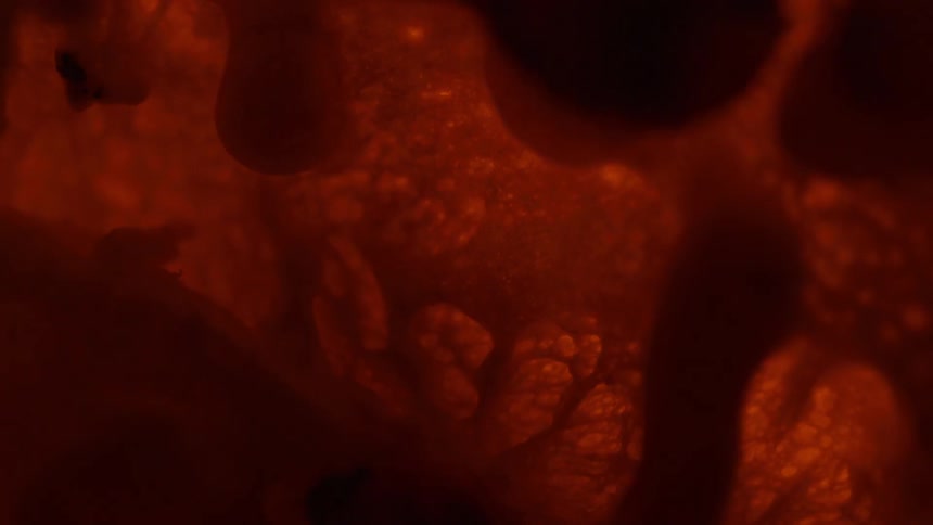 Orange and brown surface bubble and expand with heat