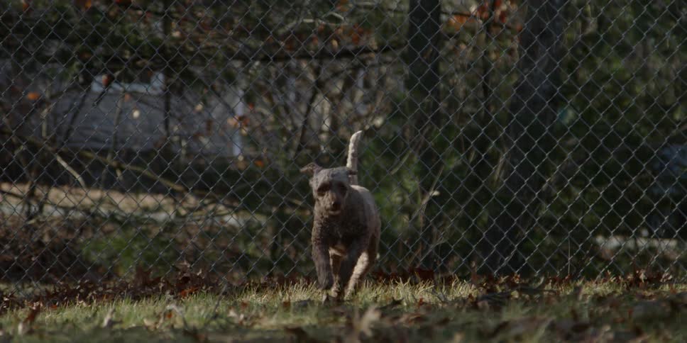 Dog runs in a fenced yard