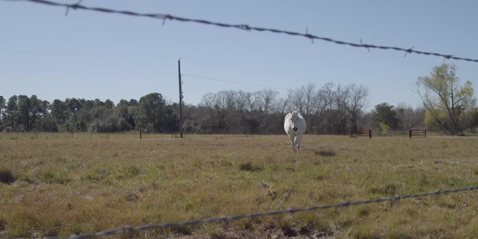 White horse walking across a field on a clear fall day