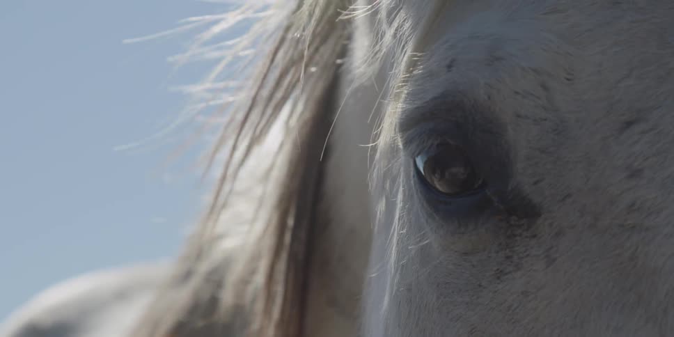 Hair on a horse is blown by the breeze