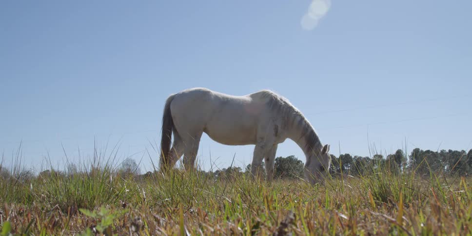 A white horse grazes in the grass on a sunny day