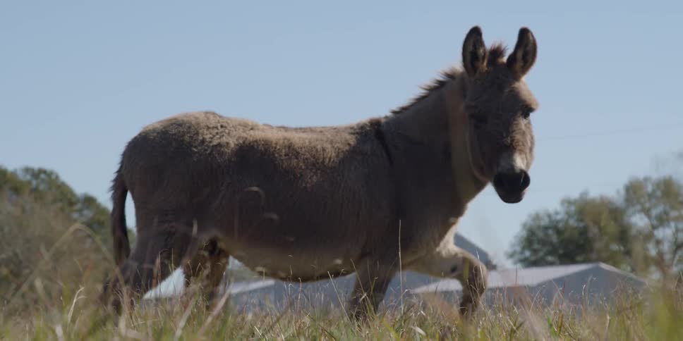A donkey walks in a grassy field
