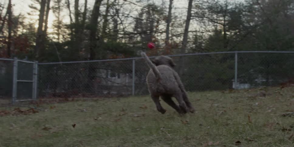 A dog chases a ball in a backyard