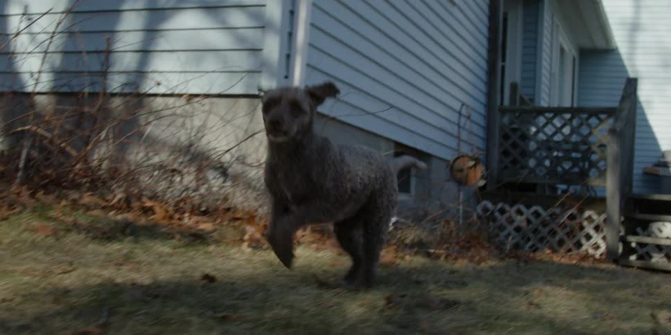 A dog is running in a backyard during the day