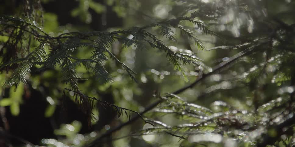Pine branches hang off of trees
