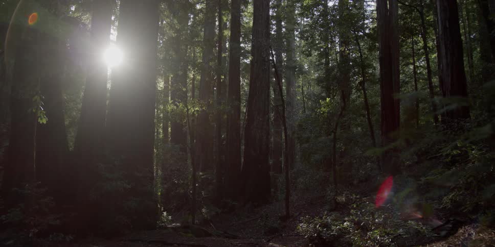 Sunlight is streaming through redwoods in a forest during the day