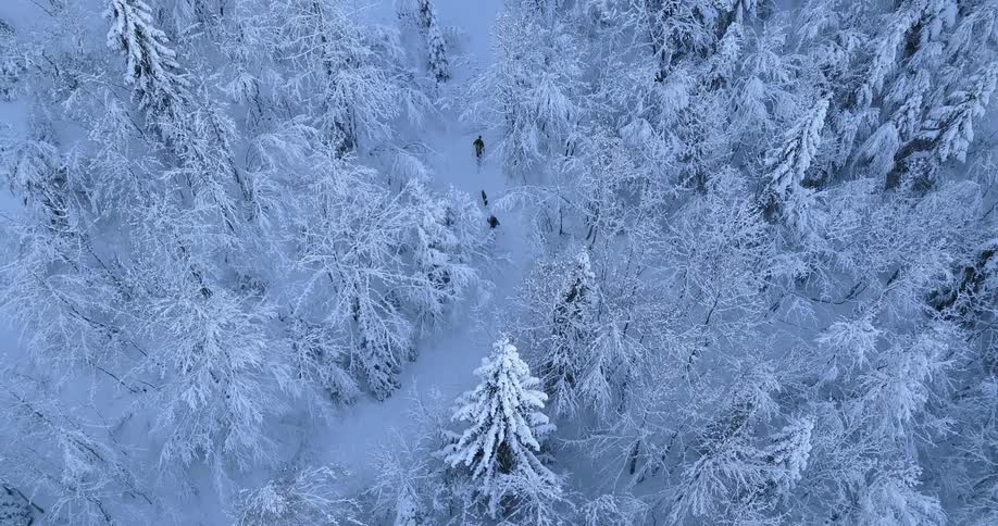 Snow covers the trees in the woods