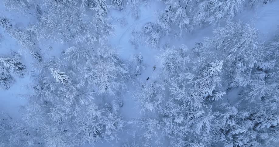 Hikers walk in a snowy forest