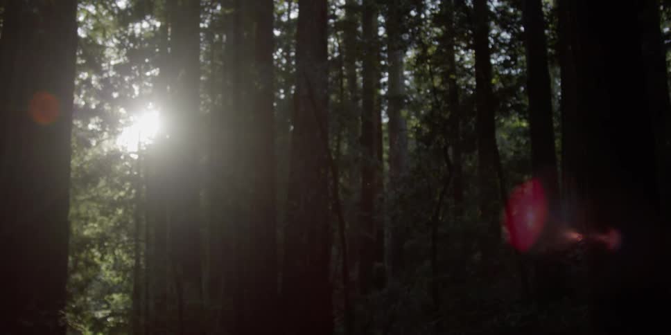 The sun shines between tall trees in the forest