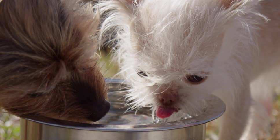 Two dogs drink from the same bowl