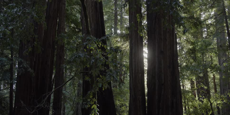 Sunlight is streaming through redwoods in a forest during the day