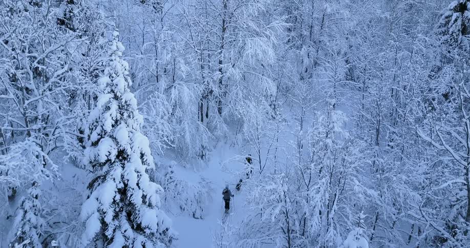 Two people and a dog are snowshoeing through a forest in winter