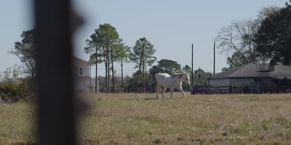 A horse gallops in a grass field