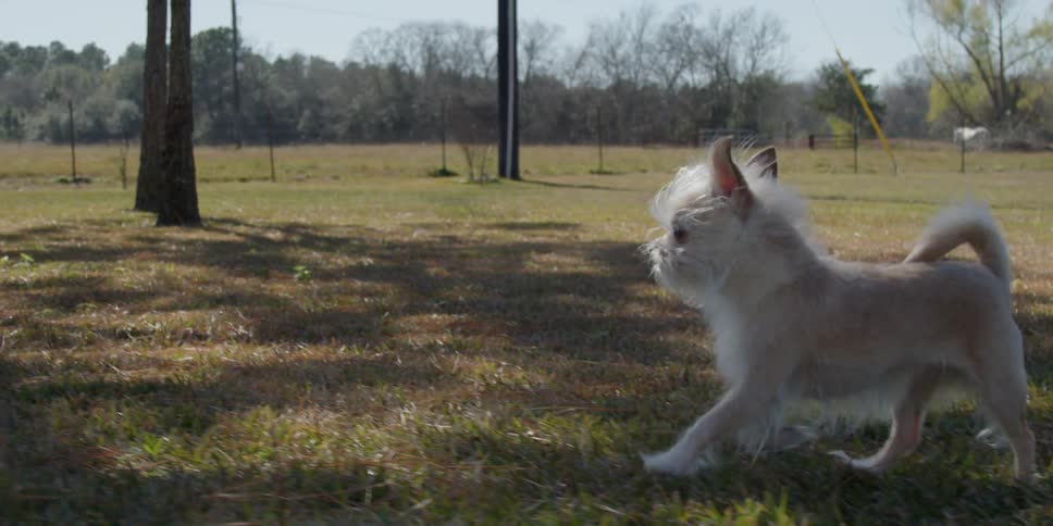 A small dog runs in the grass