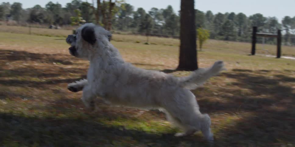 Small dog runs through the yard
