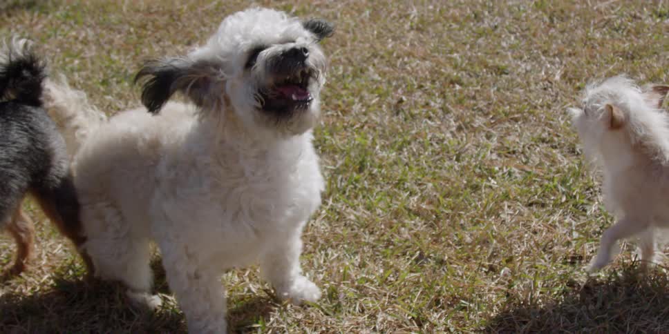 A small dog barks and pants