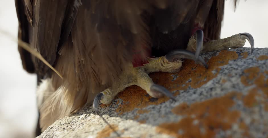 A predatory bird sits on a boulder