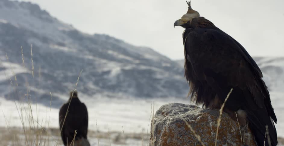 Eagles are sitting perched on rocks in a natural setting during the day