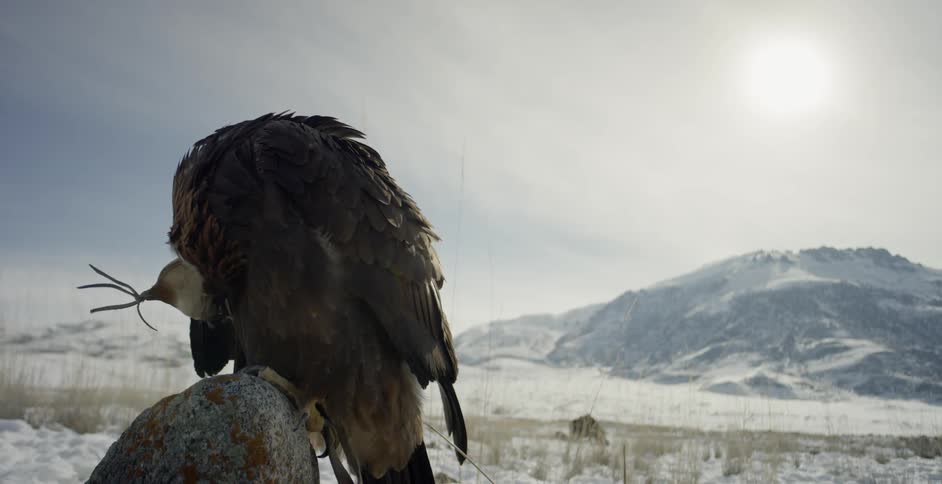 Large bird sits on a rock under the sun