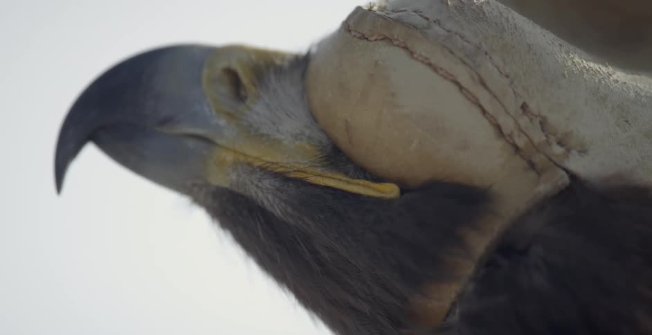 An eagle screeches while wearing a hood
