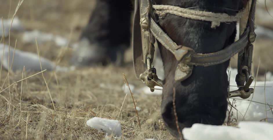 A horse grazes in a field