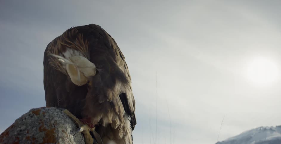 Bird preens its feathers outside on a rock