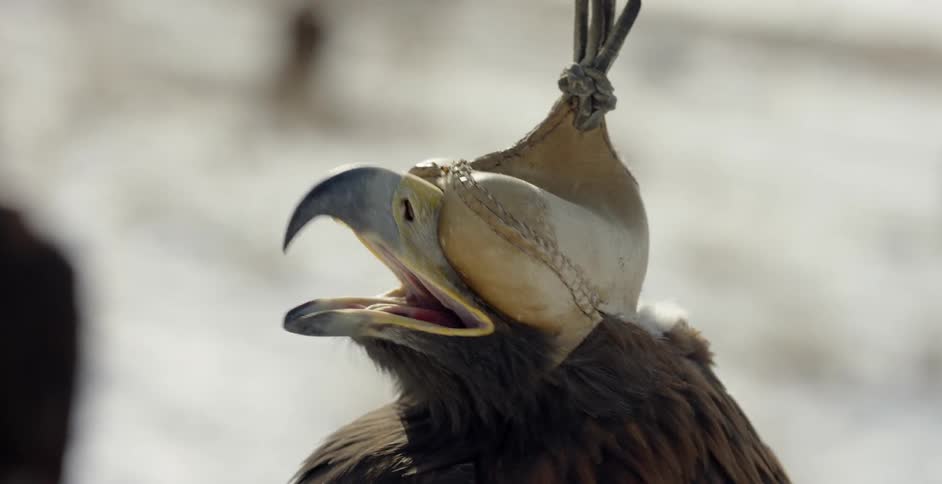 Bird with object covering its eyes opens its beak and turns its head