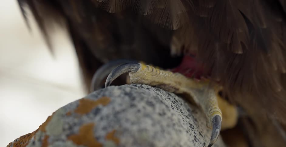A bird of prey sits on a boulder