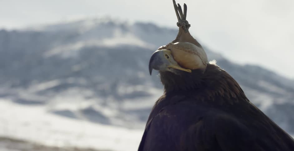 An eagle is wearing a blinder as it sits perched outside in daylight