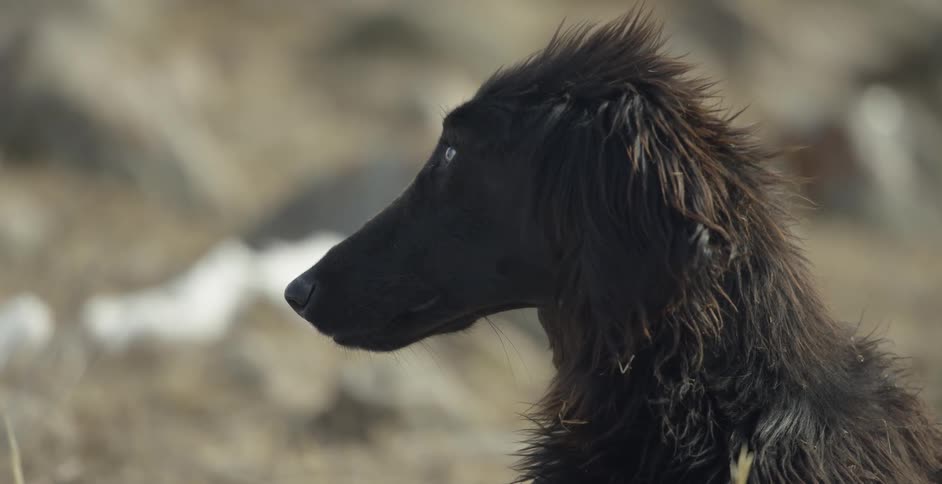 A dog is standing outside in daylight looking into the distance