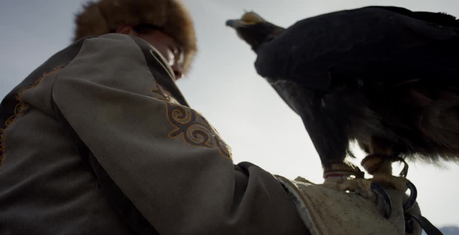 A hooded golden eagle is perched on the arm of a hunter