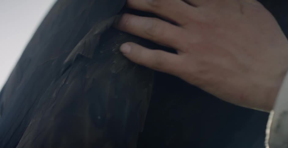 A man is petting an eagle outside in daylight