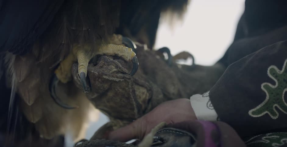 A bird grips a handlers hand with its talons
