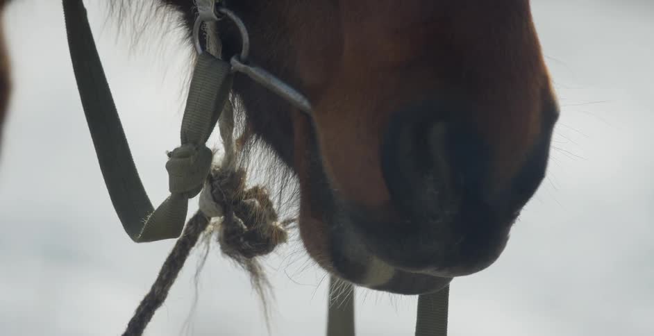 Horse blinks as vapor comes out of its nostrils