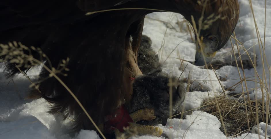 An eagle eats a rabbit