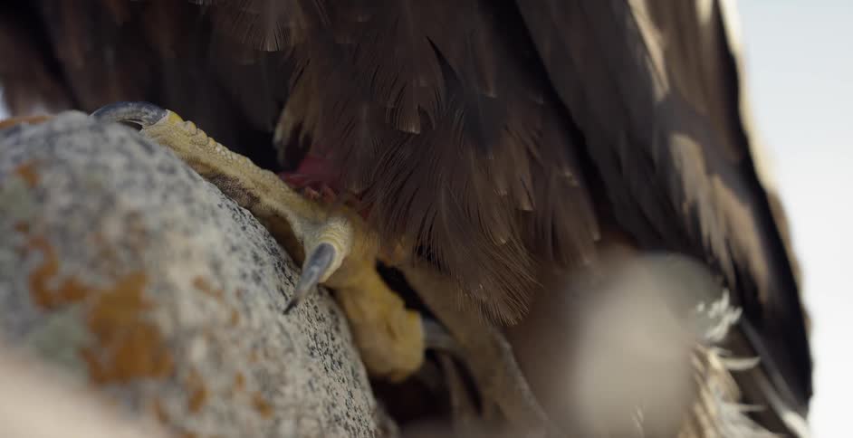 An eagle is perching on a boulder during the day