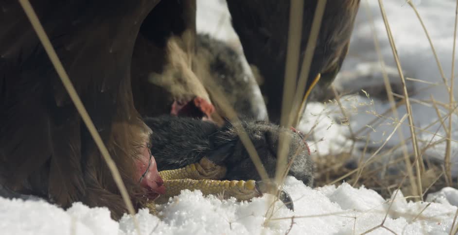 A bird of prey eats a carcass