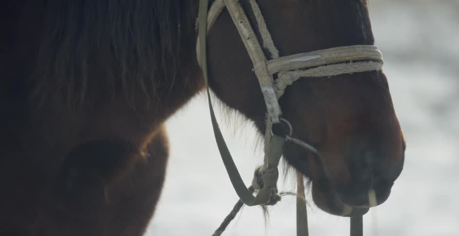 A horse is wearing a bridle outside in the snow