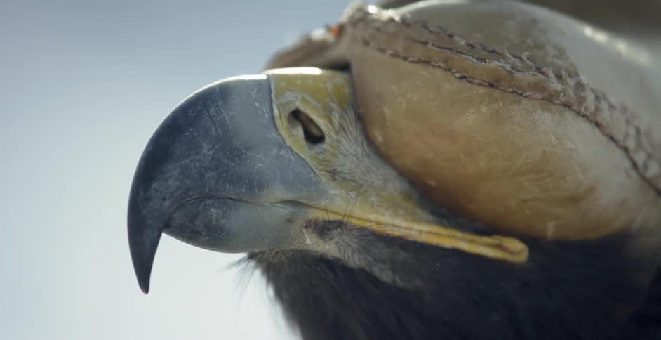 An eagle wears a mask over its eyes