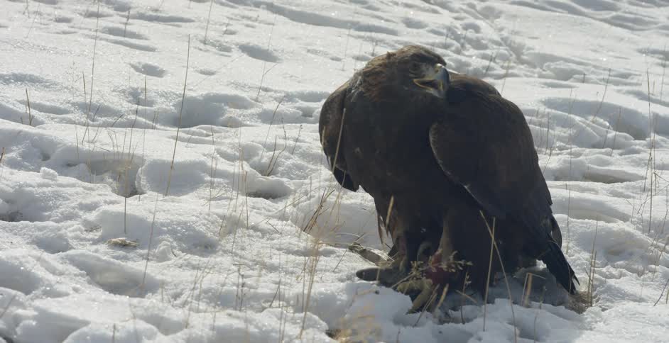 A large eagle sitting on the ground in the snow